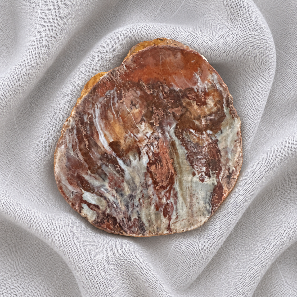 132: Petrified Wood Slice