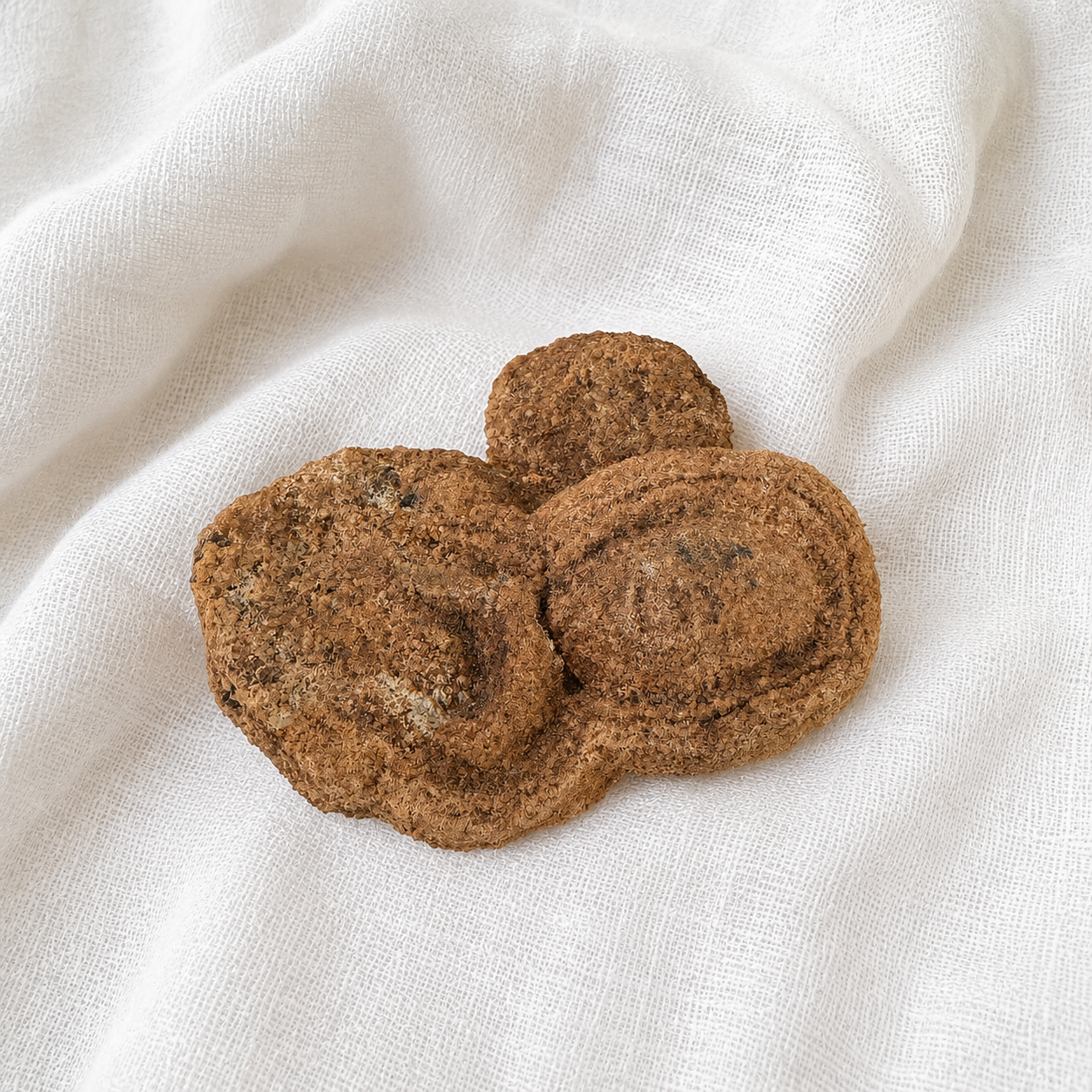 Stromatolite Fossil #1